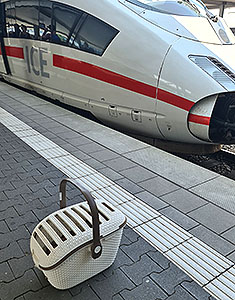 katzen